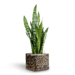 Sansevieria Trifasciata Zeylanica - HydroCare -Hortology Plants Shop Sansevieria zeylanica Hydroculture Lava Cube Relic Planter Black 785217e9 17be 4c34 af90 3edacf8f127e