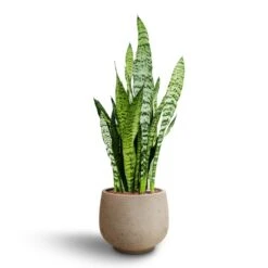 Sansevieria Trifasciata Zeylanica - HydroCare -Hortology Plants Shop Sansevieria zeylanica Hydroculture Mini Pixie Plant Pot Grey Washed