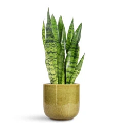 Nine Plant Pot - Olive Green 13 Nine Plant Pot - Olive Green -Hortology Plants Shop Sansevieria zeylanica Snake Plant 14x50cm Nine Plant Pot Olive Green 22x20cm 1