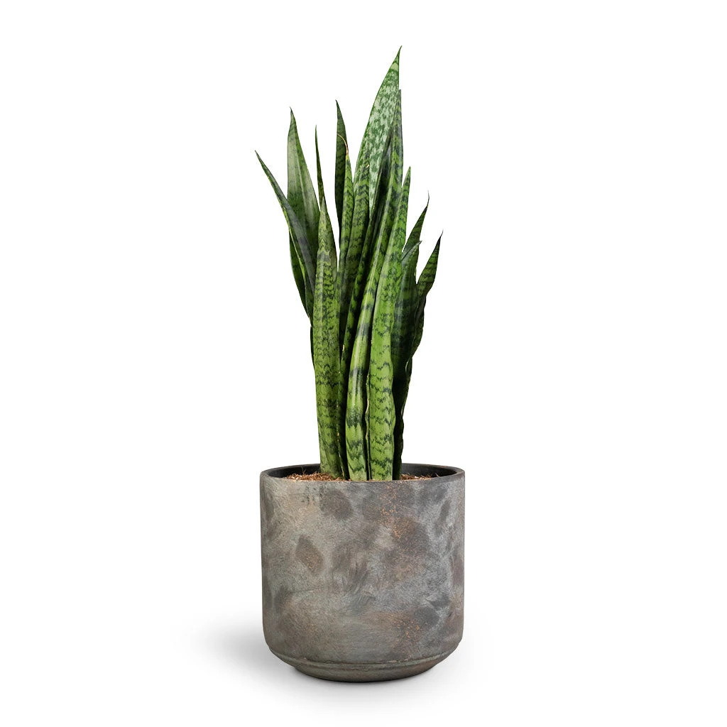 Saar Plant Pot - Earth Cement 16 Saar Plant Pot - Earth Cement - Image 14