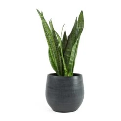 Esra Plant Pot - Graphite 25 Esra Plant Pot - Graphite -Hortology Plants Shop Sansevieria zeylanica Snake Plant Esra Graphite Plant Pot