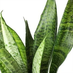 Sansevieria Trifasciata Zeylanica - HydroCare -Hortology Plants Shop Sansevieria zeylanica Snake Plant Stems 685a514e c861 42ae 874d e943caad3d8b