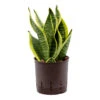 Sansevieria Futura Superba - HydroCare 2 Sansevieria Futura Superba - HydroCare -Hortology Plants Shop SansevieriaFuturaSuperba Hydroculture