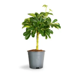 Schefflera Gold Capella - Dwarf Umbrella Tree - Stemmed 17 Schefflera Gold Capella - Dwarf Umbrella Tree - Stemmed -Hortology Plants Shop Schefflera Arboricola Dwarf Umbrella Tree