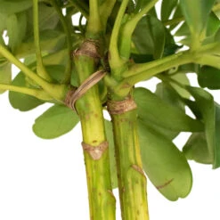 Schefflera Gold Capella - Dwarf Umbrella Tree - Stemmed 22 Schefflera Gold Capella - Dwarf Umbrella Tree - Stemmed -Hortology Plants Shop Schefflera Arboricola Dwarf Umbrella Tree 5