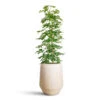 Schefflera Gold Capella - Dwarf Umbrella Tree -Hortology Plants Shop Schefflera Gold Capella 27x120cm Harith High Mineral Planter Travertine 40x48cm