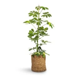 Schefflera Gold Capella - Dwarf Umbrella Tree 17 Schefflera Gold Capella - Dwarf Umbrella Tree -Hortology Plants Shop Schefflera Gold Capella Dwarf Umbrella Tree 17x80cm Ido Plant Baskets Set5 Natural