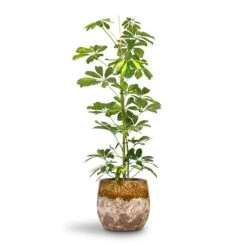 Lindy Plant Pot - Ochre 27 Lindy Plant Pot - Ochre -Hortology Plants Shop Schefflera Gold Capella Dwarf Umbrella Tree 17x80cm Lindy Plant Pot Ochre 23x20cm 396d5592 8fe9 4195 a62c 813907b65a05