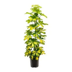 Schefflera Gold Capella - Dwarf Umbrella Tree 16 Schefflera Gold Capella - Dwarf Umbrella Tree -Hortology Plants Shop Schefflera Gold Capella Dwarf Umbrella Tree 19x110cm