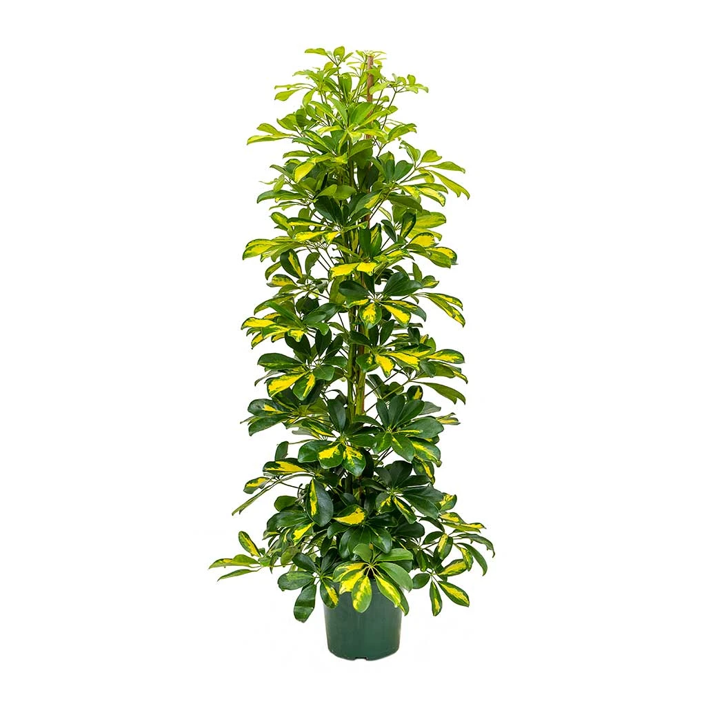 Schefflera Gold Capella - Dwarf Umbrella Tree 6 Schefflera Gold Capella - Dwarf Umbrella Tree - Image 4