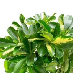 Schefflera Gold Capella - Dwarf Umbrella Tree 13 Schefflera Gold Capella - Dwarf Umbrella Tree -Hortology Plants Shop Schefflera Gold Capella Dwarf Umbrella Tree Braided Stem Leaves