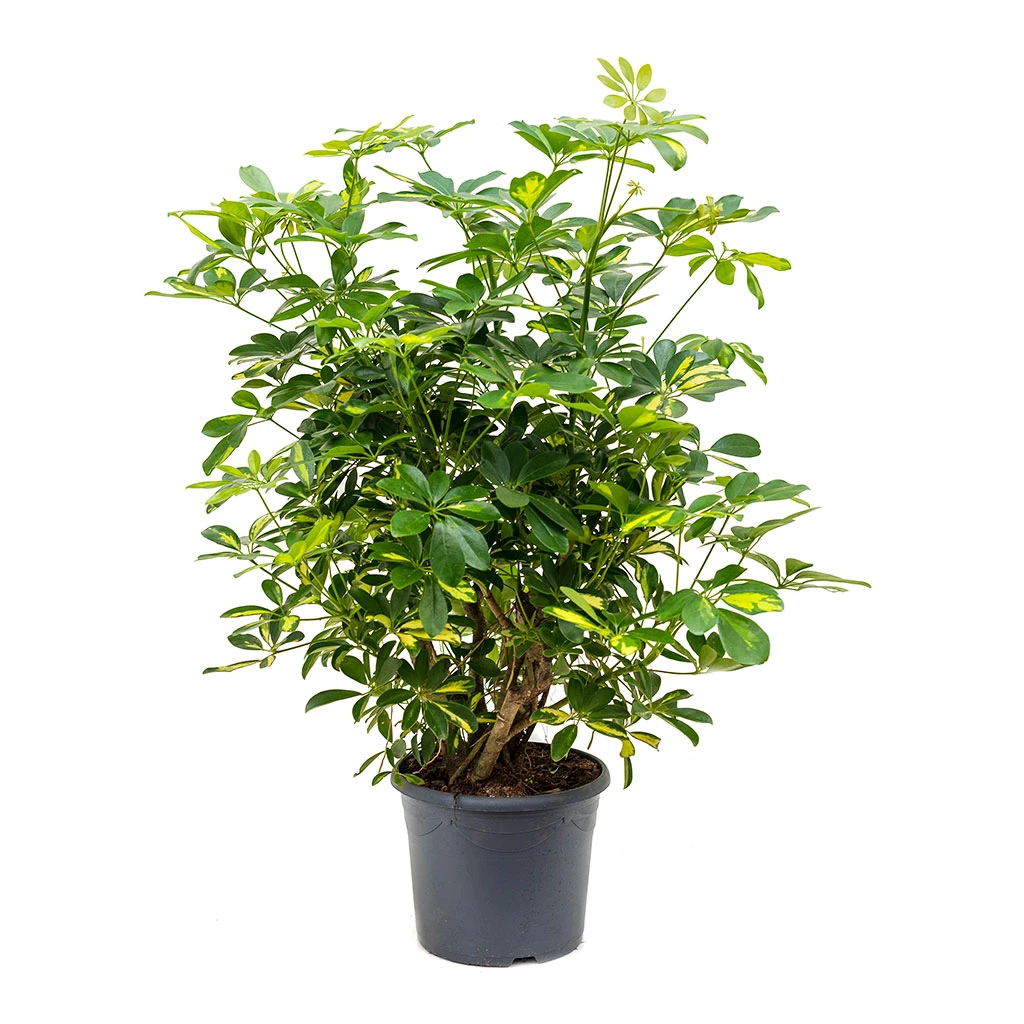 Schefflera Gold Capella - Dwarf Umbrella Tree 7 Schefflera Gold Capella - Dwarf Umbrella Tree - Image 5