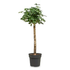Schefflera Gold Capella - Dwarf Umbrella Tree - Stemmed 26 Schefflera Gold Capella - Dwarf Umbrella Tree - Stemmed -Hortology Plants Shop Schefflera Gold Capella Stemmed 34x155cm
