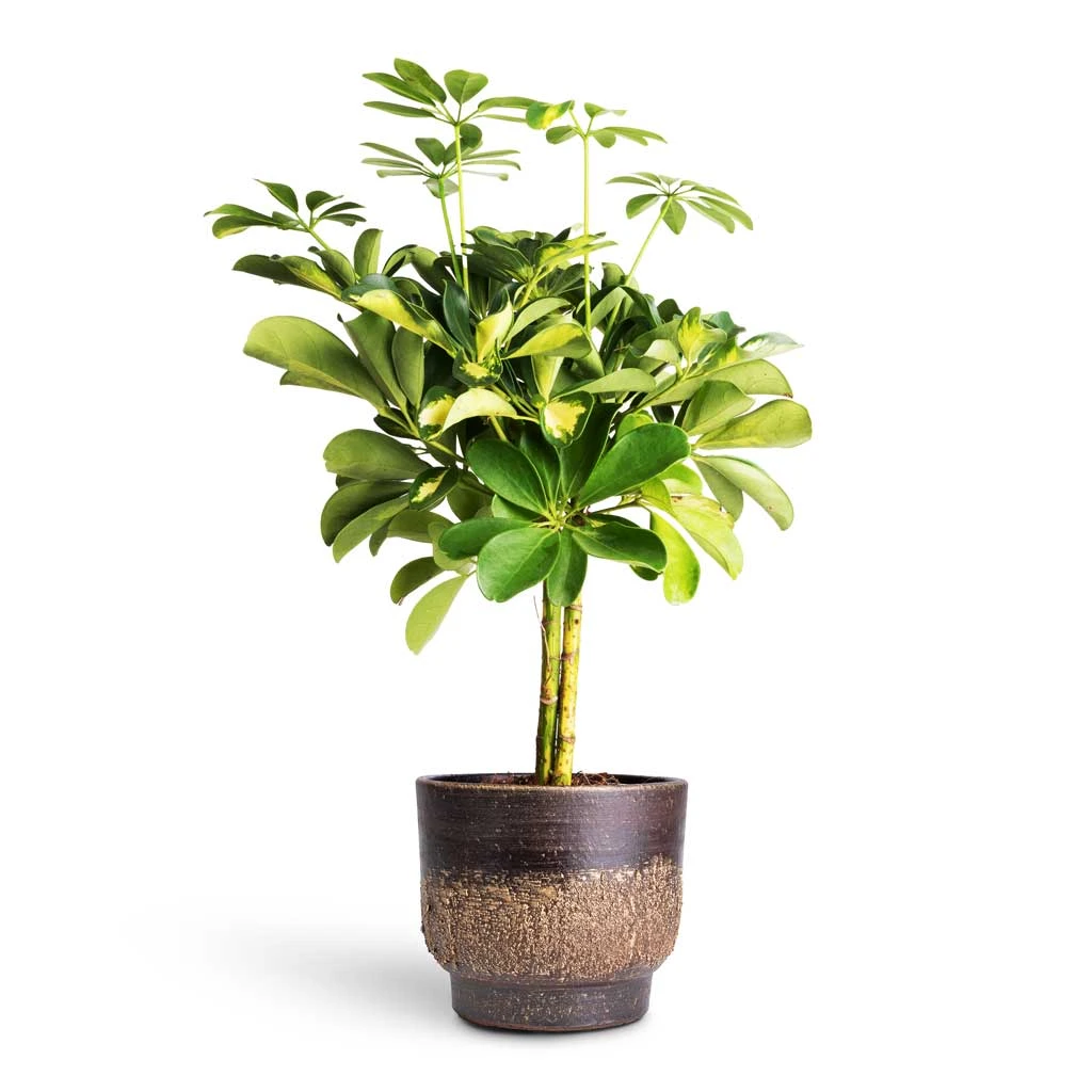 Schefflera Gold Capella - Dwarf Umbrella Tree - Stemmed 12 Schefflera Gold Capella - Dwarf Umbrella Tree - Stemmed - Image 10