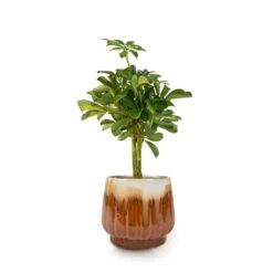 Schefflera Gold Capella - Dwarf Umbrella Tree - Stemmed 25 Schefflera Gold Capella - Dwarf Umbrella Tree - Stemmed -Hortology Plants Shop Schefflera Gold Capella Stemmed Dwarf Umbrella Tree 14x50cm Alice Plant Pot Caramel 18x16cm