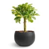 Schefflera Gold Capella - Dwarf Umbrella Tree - Stemmed -Hortology Plants Shop Schefflera Gold Capella Stemmed Dwarf Umbrella Tree 14x50cm Hammered Bowl Black with Copper 19x14cm 1 7781b8ea 62b7 4141 ad1a 2bd2449b80fe