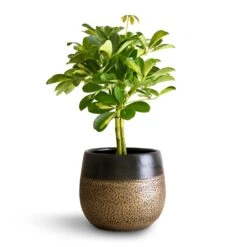 Schefflera Gold Capella - Dwarf Umbrella Tree - Stemmed 21 Schefflera Gold Capella - Dwarf Umbrella Tree - Stemmed -Hortology Plants Shop Schefflera Gold Capella Stemmed Dwarf Umbrella Tree 14x50cm Mya Plant Pot Deep Champagne 18x16cm 2