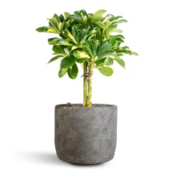 Schefflera Gold Capella - Dwarf Umbrella Tree - Stemmed 23 Schefflera Gold Capella - Dwarf Umbrella Tree - Stemmed -Hortology Plants Shop Schefflera Gold Capella Stemmed Dwarf Umbrella Tree 14x50cm Saar Plant Pot Earth Cement 18x17cm