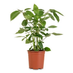 Schefflera Actinophylla - Australian Umbrella Tree -Hortology Plants Shop Schefflera actinophylla Australian 19x70cm