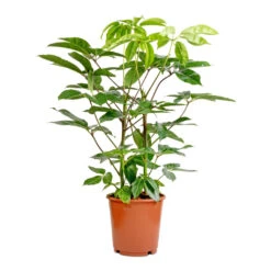 Schefflera Actinophylla - Australian Umbrella Tree -Hortology Plants Shop Schefflera actinophylla Australian Umbrella Tree 24x100cm