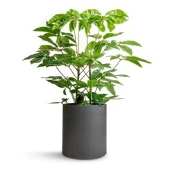 Max Refined Planter - Volcano Black -Hortology Plants Shop Schefflera actinophylla Australian Umbrella Tree 24x100cm Max Refined Planter Volcano Black 29x29.5cm 613c9a7f 0efe 454f 8e06 30fdc07f1741