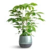 Schefflera Actinophylla - Australian Umbrella Tree 2 Schefflera Actinophylla - Australian Umbrella Tree -Hortology Plants Shop Schefflera actinophylla Australian Umbrella Tree 24x100cm Ninthe Metal Plant Pot Metallic Petrol 29x25cm