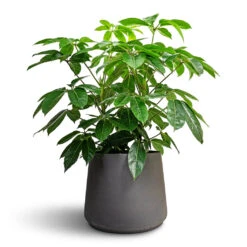 Schefflera Actinophylla - Australian Umbrella Tree -Hortology Plants Shop Schefflera actinophylla Australian Umbrella Tree 24x100cmPatt Plant Pot Black Washed 34x29cm