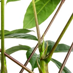 Schefflera Actinophylla - Australian Umbrella Tree -Hortology Plants Shop Schefflera actinophylla Australian Umbrella Tree SWATCH