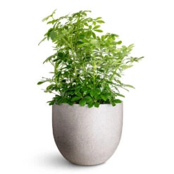 Grigio New Egg Pot Planter - Natural Concrete -Hortology Plants Shop Schefflera arboricola 34x80cm Grigio New Egg Pot Planter Natural Concrete 45x38cm 1