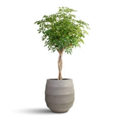 Schefflera Arboricola Compacta - Dwarf Umbrella Tree - Twisted Stem