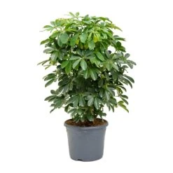 Schefflera Arboricola - Dwarf Umbrella Tree -Hortology Plants Shop Schefflera arboricola Dwarf Umbrella Tree 31x110cm