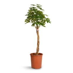 Schefflera Arboricola Gold Capella - Dwarf Umbrella Tree - Twisted Stem -Hortology Plants Shop Schefflera arboricola Gold Capella Dwarf Umbrella Tree Twisted Stem 30x120cm