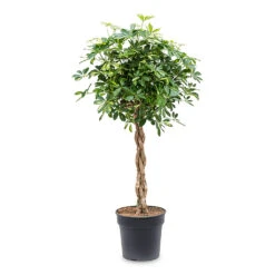 Schefflera Arboricola Gold Capella - Dwarf Umbrella Tree - Twisted Stem -Hortology Plants Shop Schefflera arboricola Gold Capella Dwarf Umbrella Tree Twisted Stem 30x120cm e917e439 1ddd 495a ad2d e20574029d71