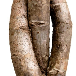 Schefflera Arboricola Gold Capella - Dwarf Umbrella Tree - Twisted Stem -Hortology Plants Shop Schefflera arboricola Gold Capella Dwarf Umbrella Tree Twisted Stem DETAIL