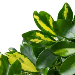 Schefflera Arboricola Gold Capella - Dwarf Umbrella Tree - Twisted Stem -Hortology Plants Shop Schefflera arboricola Gold Capella Dwarf Umbrella Tree Twisted Stem DETAIL 3