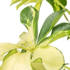 Schefflera Arboricola Melanie - Dwarf Umbrella Tree 8 Schefflera Arboricola Melanie - Dwarf Umbrella Tree -Hortology Plants Shop Schefflera arboricola Melanie Dwarf Umbrella Tree SWATCH