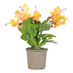 Schlumbergera - Christmas Cactus - Orange 11 Schlumbergera - Christmas Cactus - Orange -Hortology Plants Shop Schlumbergera Christmas Cactus Orange 9x23cm