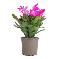 Schlumbergera - Christmas Cactus - Pink/Purple -Hortology Plants Shop Schlumbergera Christmas Cactus Pink Purple 12x25cm 2