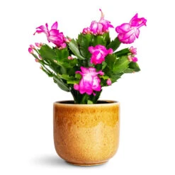 Nine Plant Pot - Caramel 19 Nine Plant Pot - Caramel -Hortology Plants Shop Schlumbergera Christmas Cactus Pink Purple 12x25cm Nine Plant Pot Caramel 14x12cm 1