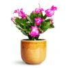 Schlumbergera - Christmas Cactus - Pink/Purple -Hortology Plants Shop Schlumbergera Christmas Cactus Pink Purple 12x25cm Nine Plant Pot Caramel 14x12cm