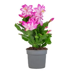 Schlumbergera - Christmas Cactus - Pink/Purple -Hortology Plants Shop Schlumbergera Christmas Cactus Pink Purple 9x23cm
