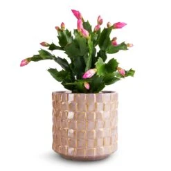 Schlumbergera - Christmas Cactus - Pink/Purple -Hortology Plants Shop Schlumbergera Christmas Cactus Pink Purple 9x23cm Stian Plant Pot Soft Nougat 13x12cm