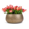 Schlumbergera - Christmas Cactus - Red 1 Schlumbergera - Christmas Cactus - Red -Hortology Plants Shop Schlumbergera Christmas Cactus Red 12x25cm x3 Ryan Plant Bowl Shiny Gold 28x13cm