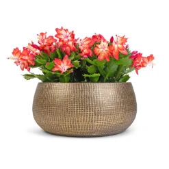 Ryan Plant Bowl - Shiny Gold -Hortology Plants Shop Schlumbergera Christmas Cactus Red 12x25cm x3 Ryan Plant Bowl Shiny Gold 28x13cm 2a7b3c7a c16a 4dd0 9598 f396253e79d9