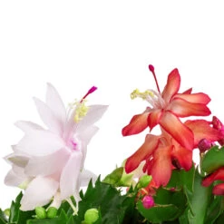 Schlumbergera - Christmas Cactus - White -Hortology Plants Shop Schlumbergera Christmas Cactus Red white SWATCH