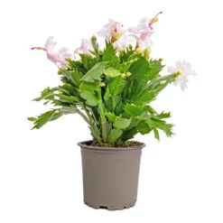 Schlumbergera - Christmas Cactus - White -Hortology Plants Shop Schlumbergera Christmas Cactus White 12x25cm 2