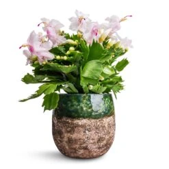 Schlumbergera - Christmas Cactus - White -Hortology Plants Shop Schlumbergera Christmas Cactus White 12x25cm Lindy Plant Pot Black Green 16x13cm