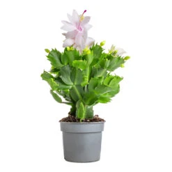 Schlumbergera - Christmas Cactus - White -Hortology Plants Shop Schlumbergera Christmas Cactus White 9x23cm 3