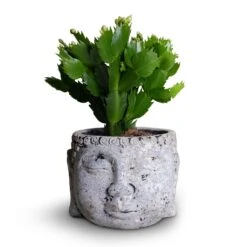 Schlumbergera - Christmas Cactus - White -Hortology Plants Shop Schlumbergera Christmas Cactus White 9x23cm Buddha Plant Pot Cement 14x11cm