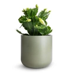Schlumbergera - Christmas Cactus - White -Hortology Plants Shop Schlumbergera Christmas Cactus White 9x23cm Lisbon Plant Pot Sage 13x13cm